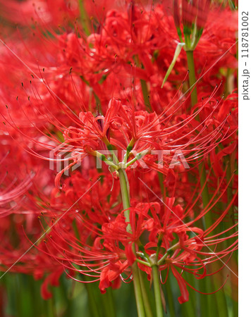 ヒガンバナ(彼岸花/Lycoris radiata) ヒガンバナ(彼岸花/Lycoris radiata) 118781002