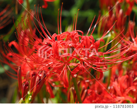ヒガンバナ(彼岸花／Lycoris radiata) 118781003