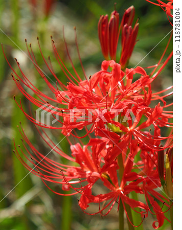 ヒガンバナ(彼岸花/Lycoris radiata) ヒガンバナ(彼岸花/Lycoris radiata) 118781004