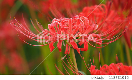 ヒガンバナ(彼岸花／Lycoris radiata) 118781016