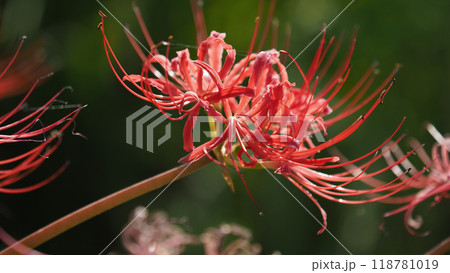 ヒガンバナ(彼岸花/Lycoris radiata) ヒガンバナ(彼岸花/Lycoris radiata) 118781019