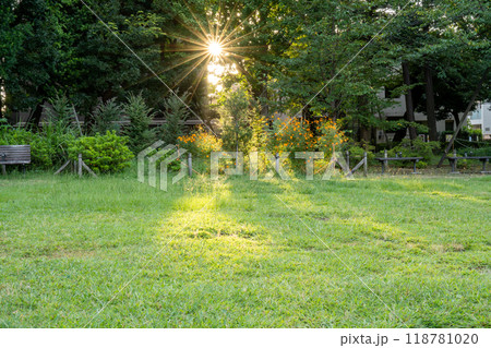 新緑と木漏れ日 118781020