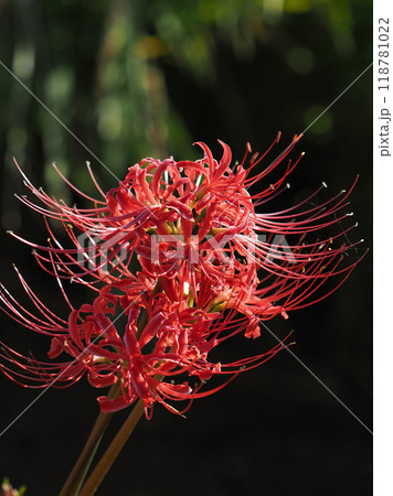 ヒガンバナ(彼岸花/Lycoris radiata) ヒガンバナ(彼岸花/Lycoris radiata) 118781022