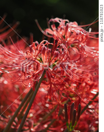 ヒガンバナ(彼岸花/Lycoris radiata) ヒガンバナ(彼岸花/Lycoris radiata) 118781023