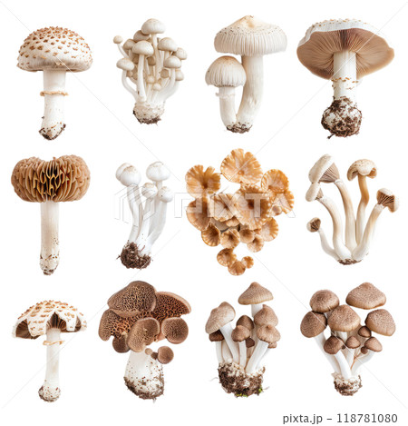 mushroom varieties, their organic forms and subtle shades highlighted against a minimalist white canvas. 118781080