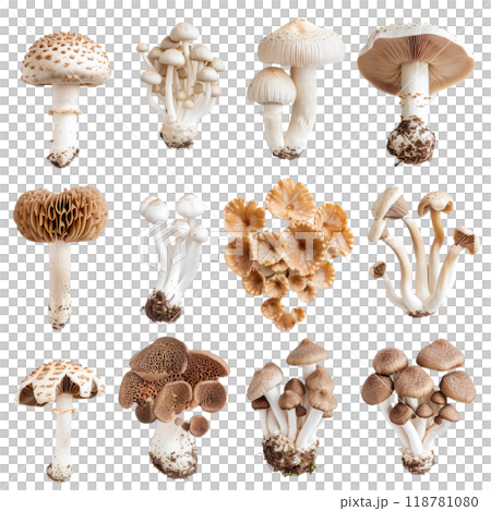 mushroom varieties, their organic forms and subtle shades highlighted against a minimalist white canvas. 118781080
