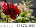 red rose flower close up 118781950