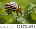 A striped beetle crawling on a green leaf in a natural outdoor setting 118781951