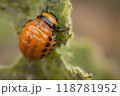 young Colorado potato beetle eats sprouts and potatoes 118781952
