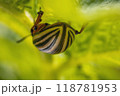 Close-up of a snail with a striped shell hanging upside down on a leaf, with a green blurred background 118781953