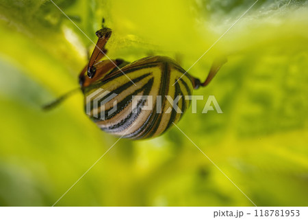 Close-up of a snail with a striped shell hanging upside down on a leaf, with a green blurred background Close-up of a snail with a striped shell hanging upside down on a leaf, with a green blurred background 118781953