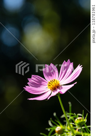秋桜 秋桜 118781961