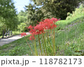 赤い彼岸花 118782173