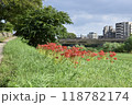 川沿いに咲く彼岸花 118782174