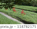 あぜ道の小道 118782175