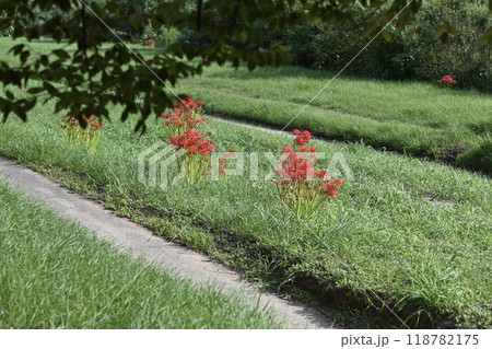 あぜ道の小道 あぜ道の小道 118782175