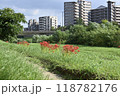 土手に咲く彼岸花 118782176