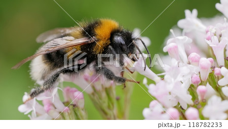 Bumblebee collects flower nectar at sunny day. Bumblebee collects flower nectar at sunny day. 118782233