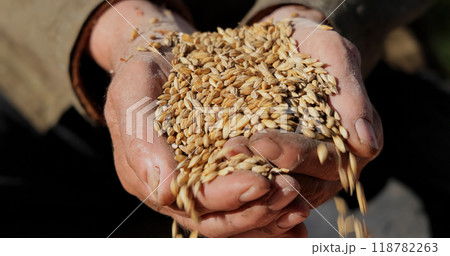 Farmer inspects his crop of hands hold ripe wheat seeds. Farmer inspects his crop of hands hold ripe wheat seeds. 118782263