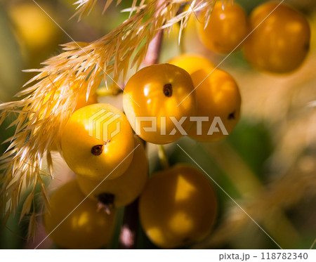 quince fruit hanging with branch 118782340