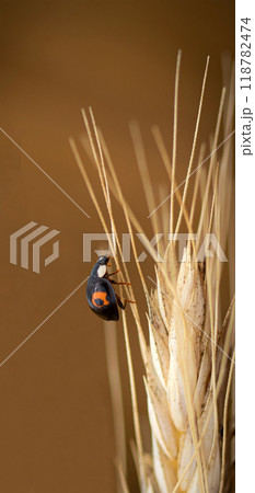 ladybug on wheat stem ready to fly 118782474