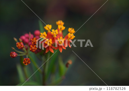 アスクレピアス（唐綿トウワタ）の花言葉は心変わり・・・・ 118782526