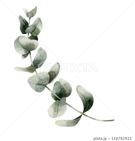 Silver Dollar Eucalyptus Branch. Green tropical plant. Watercolor hand painted isolated floral illustration for wedding invintations, Christmas winter design, floral labels, botanical posters, prints Silver Dollar Eucalyptus Branch. Green tropical plant. Watercolor hand painted isolated floral illustration for wedding invintations, Christmas winter design, floral labels, botanical posters, prints 118782913