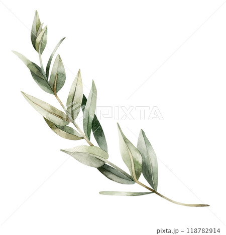 Eucalyptus Twig. Olive Branch. Green tropical plant. Watercolor hand painted isolated floral illustration for wedding invintations, Christmas winter design, floral labels, botanical posters, prints Eucalyptus Twig. Olive Branch. Green tropical plant. Watercolor hand painted isolated floral illustration for wedding invintations, Christmas winter design, floral labels, botanical posters, prints 118782914