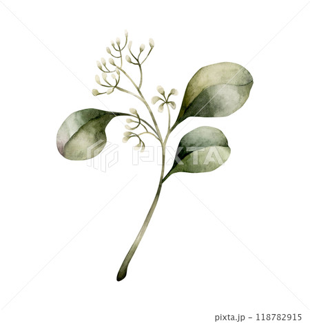 Seeded Eucalyptus Branch. Green tropical plant. Watercolor hand painted isolated floral illustration for wedding invintations, Christmas winter design, floral labels, botanical posters, prints 118782915