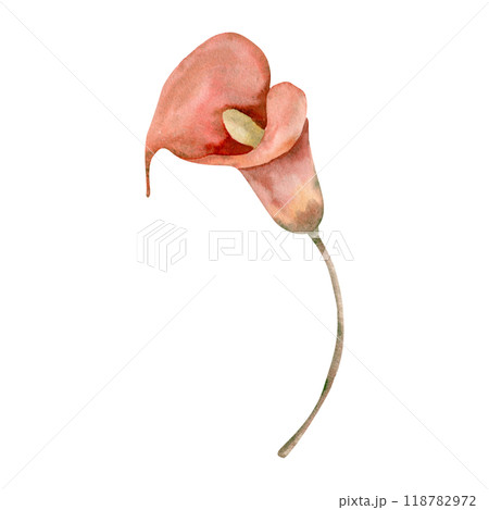 Romantic vintage calla flower watercolor clipart. Hand drawn red lily collection. Floral elements for greeting card, invitation, poster design isolated on white. Summer and thanksgiving decor 118782972