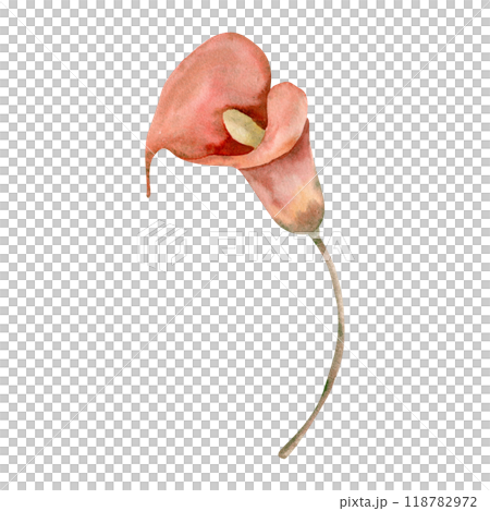 Romantic vintage calla flower watercolor clipart. Hand drawn red lily collection. Floral elements for greeting card, invitation, poster design isolated on white. Summer and thanksgiving decor 118782972