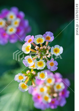 ランタナの花 118783149