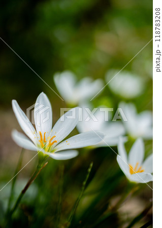 レインリリー レインリリー 118783208
