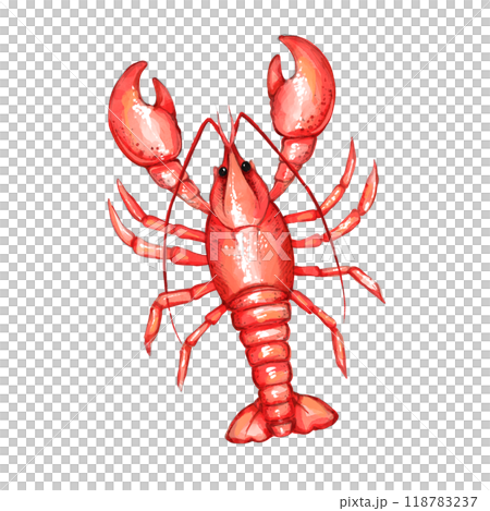 Red Lobster illustration. Seafood product, restaurant menu. Hand drawn painting, isolated on white background 118783237