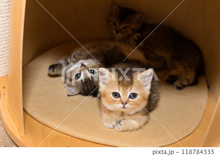 Three small kittens  sleep together in a house 118784335