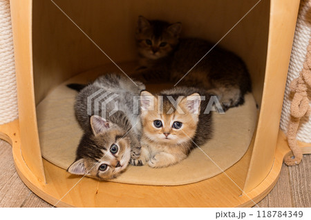 Three small kittens  sleep together in a house 118784349