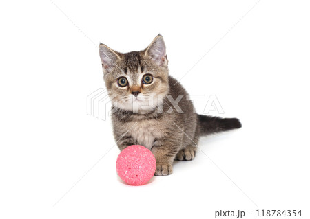 Grey striped Scottish kitten and pink ball 118784354