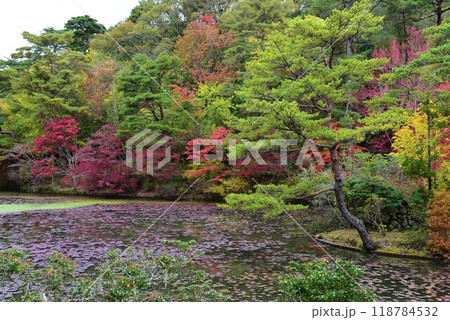 神戸森林植物園の秋景色 神戸森林植物園の秋景色 118784532
