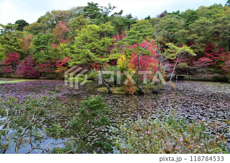 神戸森林植物園の秋景色 神戸森林植物園の秋景色 118784533
