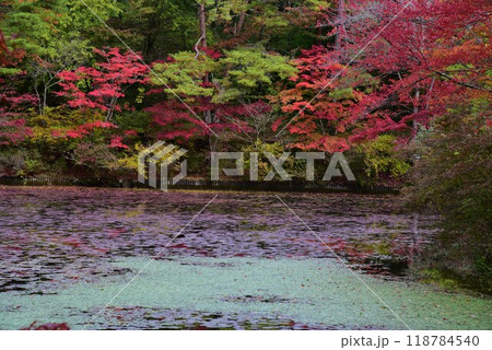 神戸森林植物園の秋景色 神戸森林植物園の秋景色 118784540
