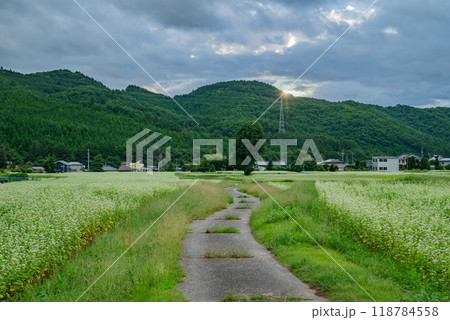 【日の出】そば畑と農道と一本の木【大町市】 【日の出】そば畑と農道と一本の木【大町市】 118784558