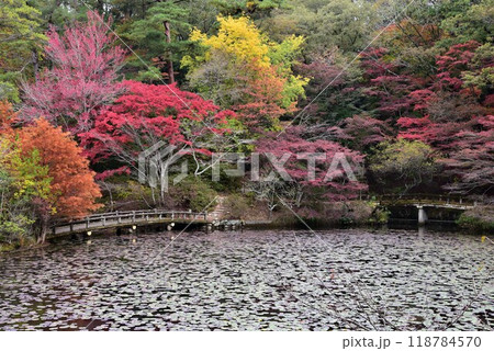神戸森林植物園の秋景色 118784570