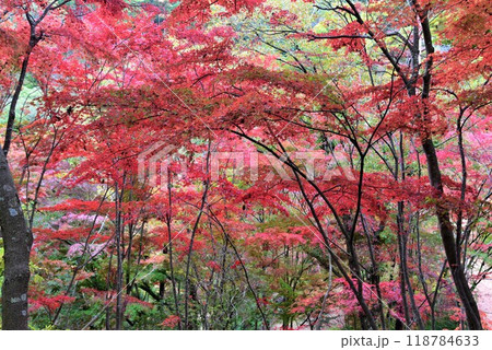 神戸森林植物園の秋景色 118784633