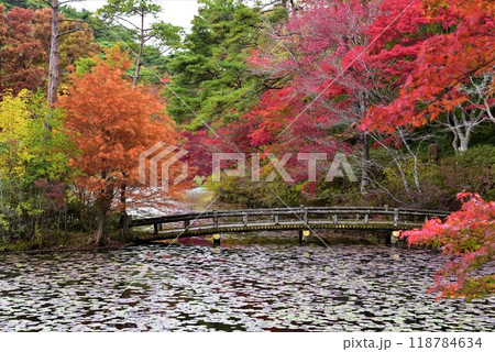 神戸森林植物園の秋景色 神戸森林植物園の秋景色 118784634