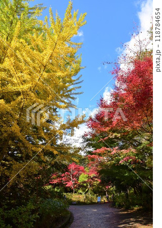 神戸森林植物園の秋景色 神戸森林植物園の秋景色 118784654