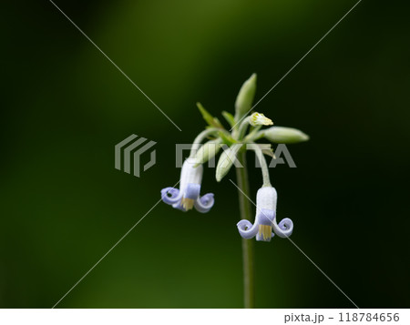 夏の日本の森に咲くクサボタン 118784656