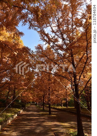 神戸森林植物園の秋景色 118784694