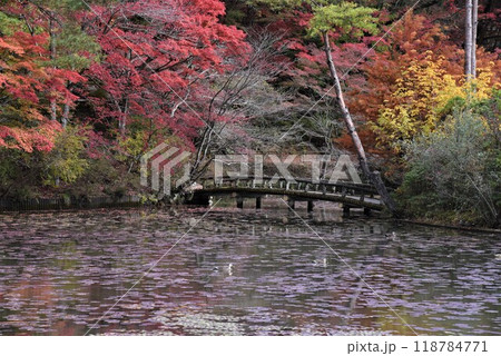 神戸森林植物園の秋景色 118784771