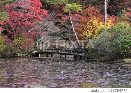 神戸森林植物園の秋景色 神戸森林植物園の秋景色 118784772