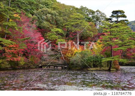 神戸森林植物園の秋景色 118784776